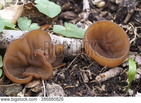 The Anemone Cup (dumontina Tuberosa) - Inedible
