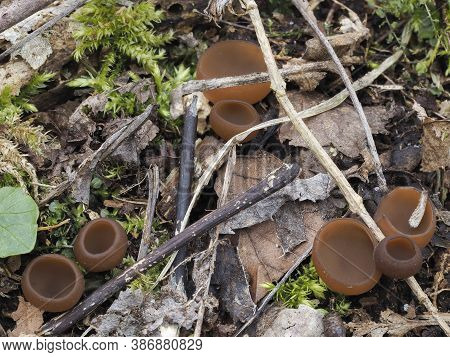 The Anemone Cup (dumontina Tuberosa) - Inedible