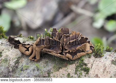 The Spring Hazelcup (encoelia Furfuracea) - Inedible