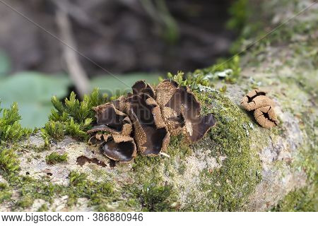 The Spring Hazelcup (encoelia Furfuracea) - Inedible