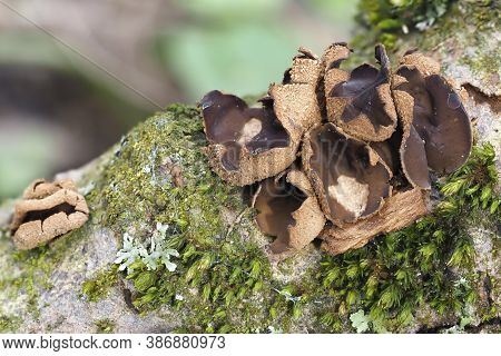 The Spring Hazelcup (encoelia Furfuracea) - Inedible