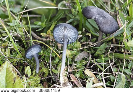 The Blue Edge Pinkgill (entoloma Serrulatum) - Inedible