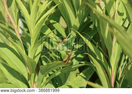 Green locust or big grasshopper hides in green leaves. Summer. Wildlife. Mimicry. Macro