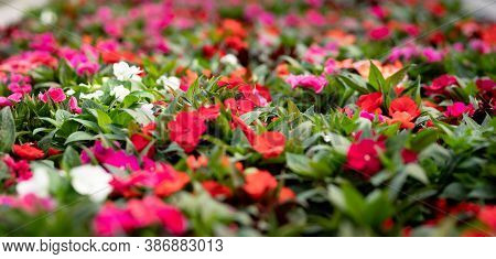 Cropped Image Of Colorful Flowers In A Sunny Greenhouse