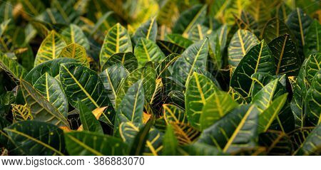 Cropped Image Of Colorful Plants In A Sunny Greenhouse