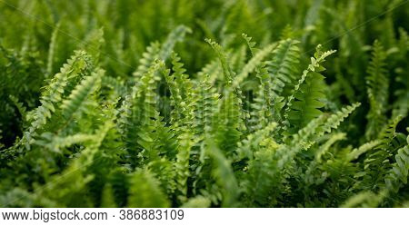 Cropped Image Of Colorful Fern Leaves In A Sunny Greenhouse