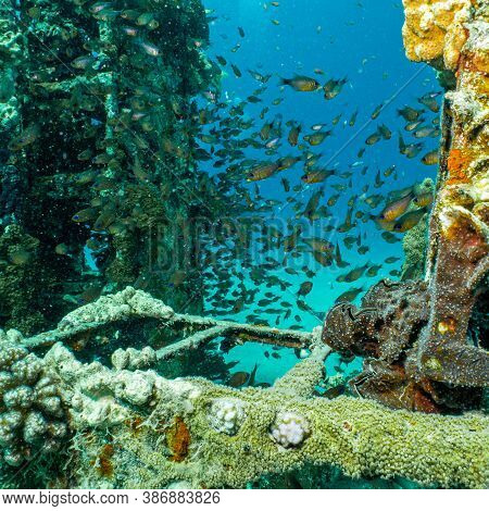 Reef Images, Illustrations & Vectors (Free) - Bigstock