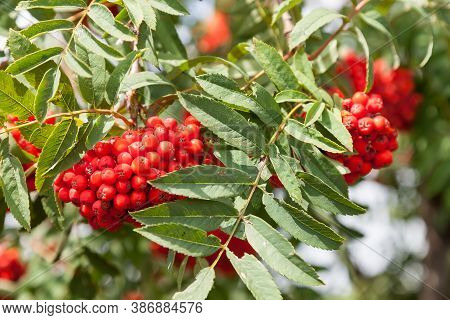 Rowan Tree With Bright Red Bunches Of Berries On Branches With Green Long Jagged Leaves In An Autumn
