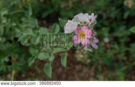 Flowering Of Wild Pink Mountain Rose (rosa Pendulina)