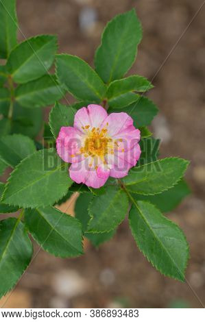 Flowering Of Wild Pink Mountain Rose (rosa Pendulina)