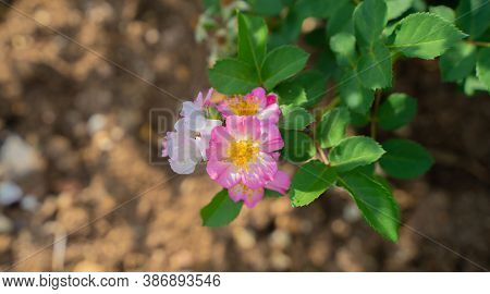 Flowering Of Wild Pink Mountain Rose (rosa Pendulina)