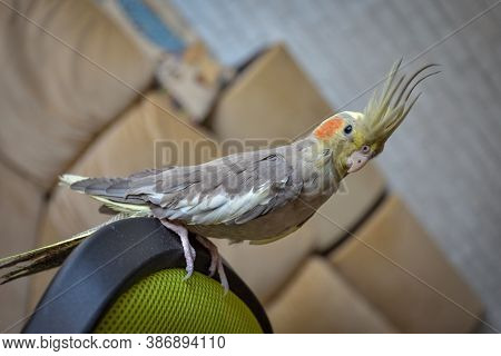 Portrait Of Parrot Cockatiel, Cockatiel Close-up, Home Parrot
