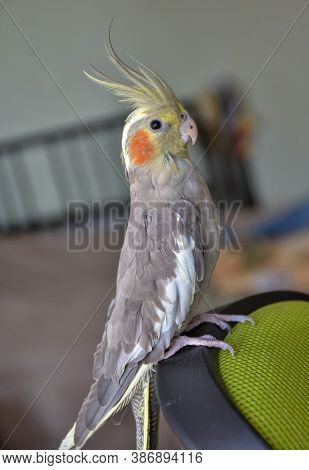 Portrait Of Parrot Cockatiel, Cockatiel Close-up, Home Parrot