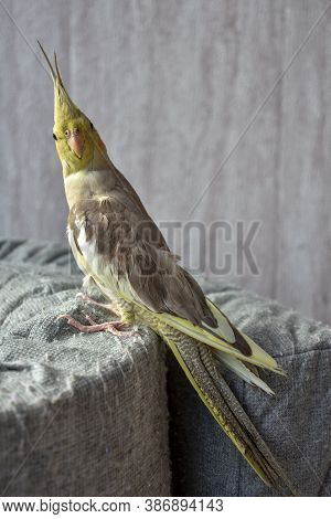 Portrait Of Parrot Cockatiel, Cockatiel Close-up, Home Parrot