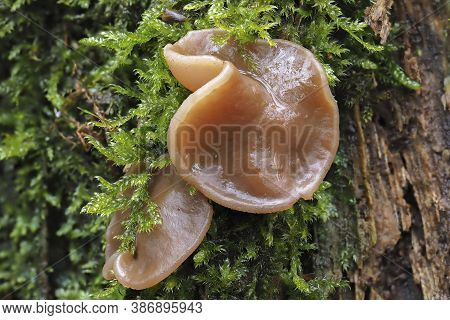 The Pigs Ears (gyromitra Perlata) Is An Edible Mushroom