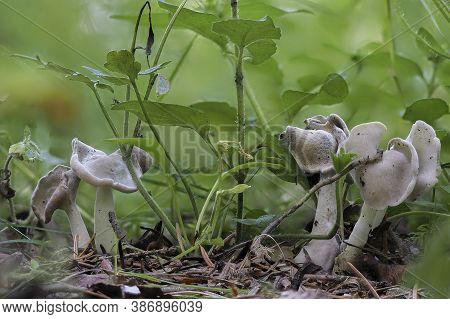 The Helvella Latispora Is An Inedible Mushroom , Stacked Macro Photo