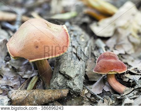 The Ruby Bolete (hortiboletus Rubellus) Is An Edible Mushroom