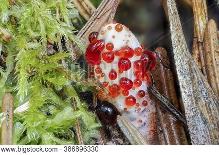 The Mealy Tooth (hydnellum Ferrugineum) Is An Inedible Mushroom