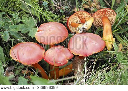 The Scarlet Waxcap (hygrocybe Coccinea) Is An Inedible Mushroom , Stacked Macro Photo