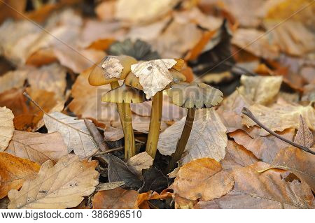 The Blackening Waxcap (hygrocybe Conica) Is An Inedible Mushroom