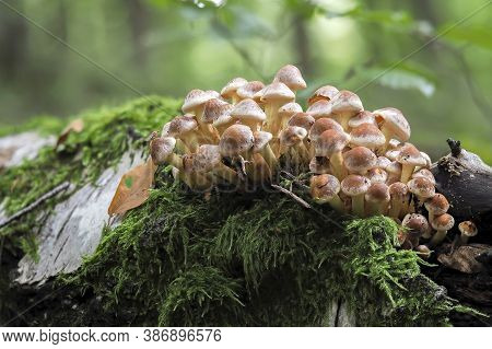The Sulphur Tuft (hypholoma Fascuiculare) Is A Poisonous Mushroom , Stacked Macro Photo