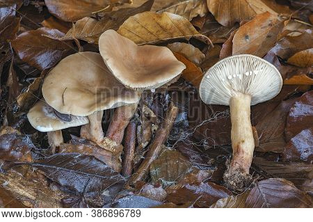 The Mild Milkcap (lactarius Subdulcis) Is An Inedible Mushroom , Stacked Macro Photo