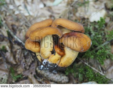 The Weeping Milk Cap (lactifluus Colemus) Is An Edible Mushroom , Stacked Macro Photo
