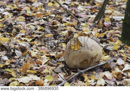 The Giant Puffball (langermannia Gigantea) Is An Edible Mushroom
