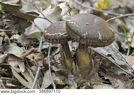 The Hazel Bolete (leccinum Pseudoscabrum) Is An Edible Mushroom , Stacked Macro Photo