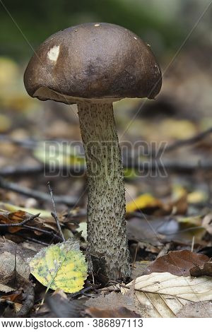 The Brown Birch Bolete (leccinum Scabrum) Is An Edible Mushroom , Stacked Macro Photo