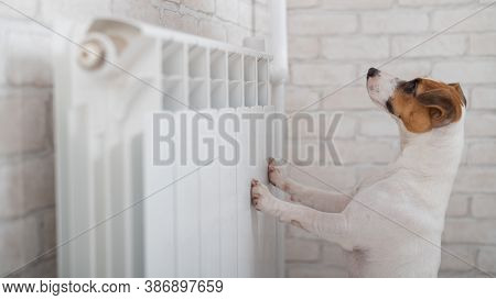 Dog Jack Russell Terrier Has Put Its Paws On The Radiator And Is Warming Up