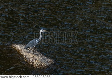 Gray Heron In Its Natural Environment. Brd.