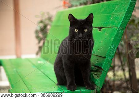 Black House Cat, On A Green Wooden Bench