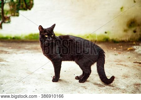 Black Angry Cat With Green Eyes, On The Street