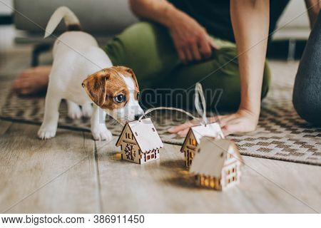 Adorable Puppy Jack Russell Terrier On The Capet Playing With Toys.  Portrait Of A Little Dog.