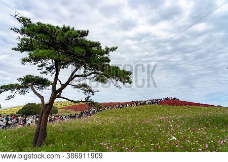 Ibaraki Prefecture, Japan - Oct 20, 2019 : Crowded People Going To The Miharashi Hill To See The Red
