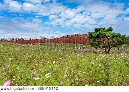 Ibaraki Prefecture, Japan - Oct 20, 2019 : Crowded People Going To The Miharashi Hill To See The Red