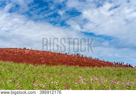 Ibaraki Prefecture, Japan - Oct 20, 2019 : Crowded People Going To The Miharashi Hill To See The Red