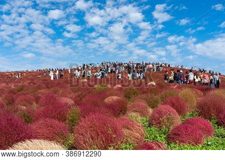 Ibaraki Prefecture, Japan - Oct 20, 2019 : Crowded People Going To The Miharashi Hill To See The Red