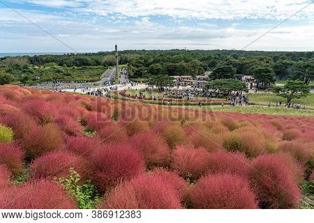 Ibaraki Prefecture, Japan - Oct 20, 2019 : Crowded People Going To The Miharashi Hill To See The Red