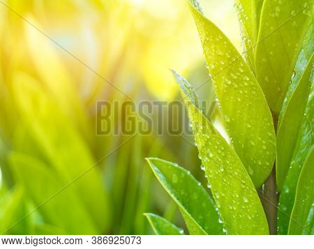 Green Leaves Zamioculcas Zamifolia In Morning On Blured Background.