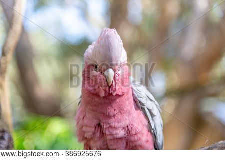 The Galah (eolophus Roseicapilla), Also Known As The Galah Or Pink And Grey, Is One Of The Most Comm