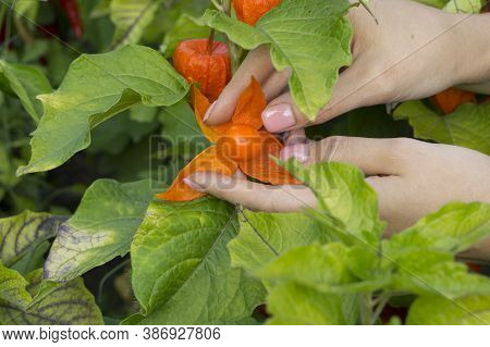 Beautiful Physalis Bush On The Farm. Physalis Berries Turned Red On The Bush. Collecting Physalis On