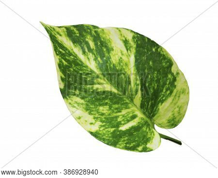 Beautiful Leaves Isolated With Clipping Paths On A White Background For Graphic Design Or Wallpapers