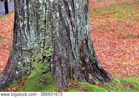 Lichen Moss On The Tree Trunk And On The Ground With Autumn Leaves Piled Around.  Thallophytic Plant