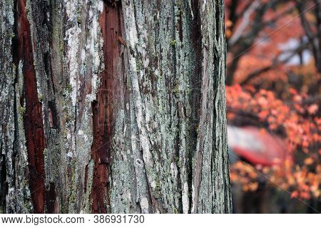 Texture Of Tree Trunk With Lichen Moss And Background Out Focus Autumn Leaves On The Tree. Pattern O