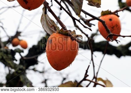 Orange Japanese Persimmon Fruit On The Tree And Droplet After Rain On White Sky Background. It Is An