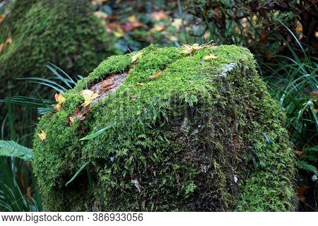Texture Of Green Lichen Moss On The Rock In The Garden. Thallophytic Plant On The Stone In The Park.