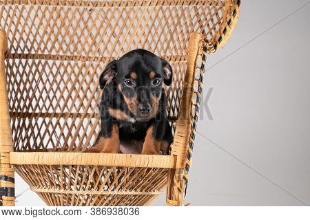A Portrait Of A Cute Jack Russel Terrier Dog, Standing On A Rattan Chair, Isolated On A White Backgr