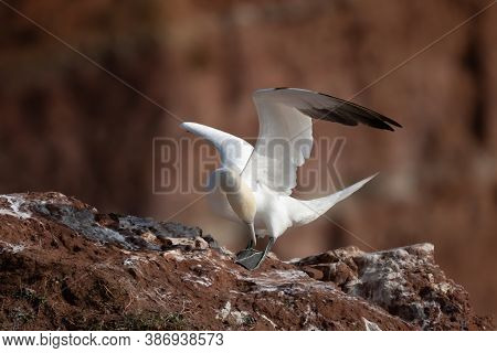 Northern Gannet With Spreadout Wings Landing Near His Mate In A Breeding Colony At Cliffs Of Helgola